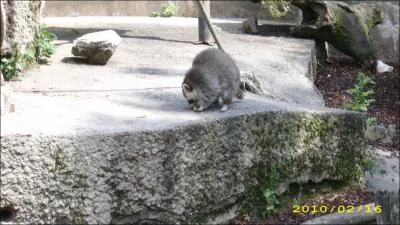 Quel est cet animal ?