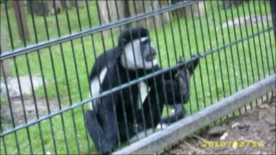 Quel est cet animal ?