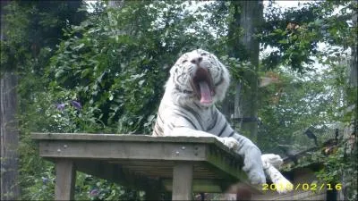 Quel est cet animal ?