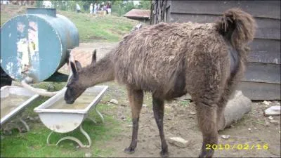 Quel est cet animal ?