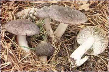 Quel est ce champignon ?