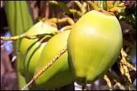 De quel fruit exotique s'agit-il ?