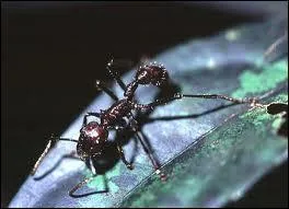 C'est la plus grande fourmi d'Amazonie, pourvue d'un dard, appele galement fourmi 24 heures !