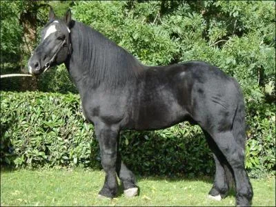 Ce cheval est un...