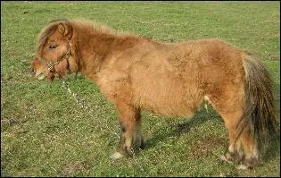 De quelle race est ce poney ?