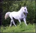 À quelle race appartient ce cheval ?