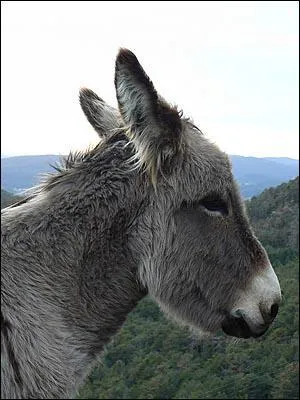 Qui a chant : ' Le Petit Ane Gris' ?