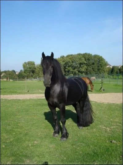 Quelle est cette race ?