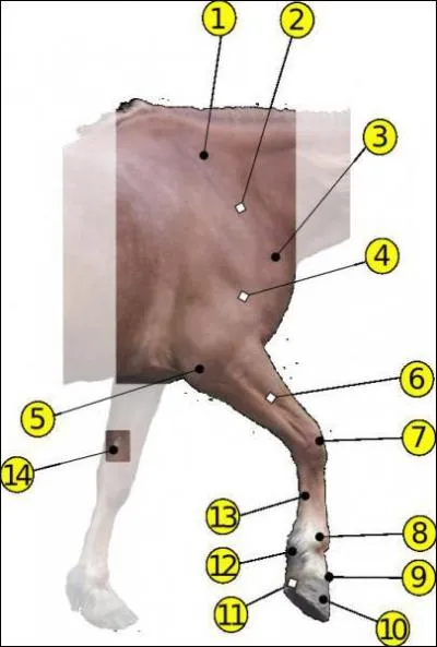 Comment s'appelle la partie illustre sous le chiffre 8 ?
