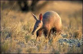 Quel est cet animal ?