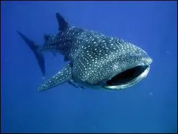 Quel est cet animal ?