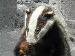 Quel est cet animal ?