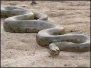 Quel est ce serpent ?