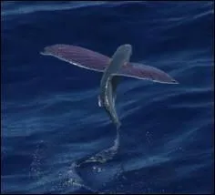 Quel est l'autre nom du poisson volant ?