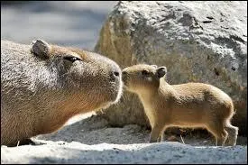 Quel animal est le plus gros rongeur au monde ?