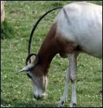 Quel est cet animal ?