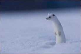 Quel est cet animal ?