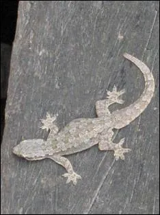 Quel est cet animal ?