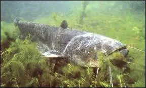 Quel est cet animal ?