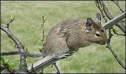 Quel est ce petit mammifère rongeur, appelé également 'dègue du Chili' ?