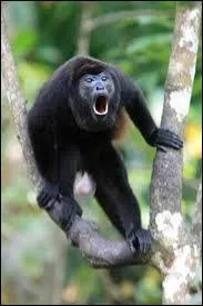 Quelle est cette sorte de singe ?