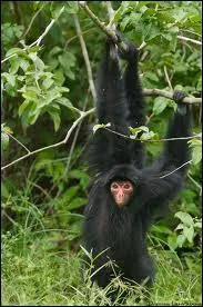 Quelle est cette sorte de singe aux longs bras ?