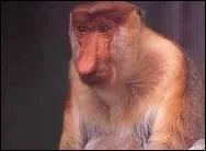 Quelle est cette sorte de singe ?