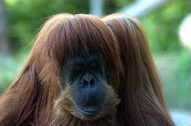 Quiz Primates