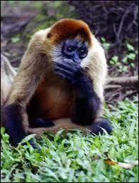 Quelle est cette sorte de primate ?