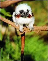 Quelle est cette sorte de primate ?