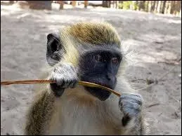Quelle est cette sorte de singe ?