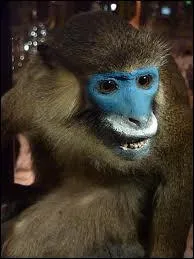 Quelle est cette sorte de primate ?