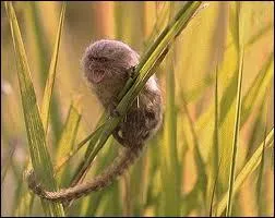 Quelle est cette sorte de primate ?