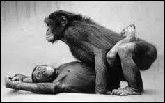 Quelle est cette sorte de singe, celle qui se rapproche le plus de l'espce humaine ?