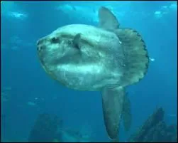 Quel est le nom de ce poisson ?