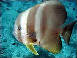 Quel est le nom de ce poisson ?