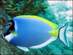 Quel est le nom de ce poisson ?