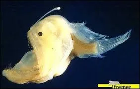 Quel est le nom de ce poisson ?