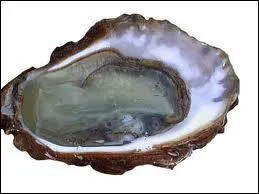 On dit parfois qu'une personne idiote a le quotient intellectuel d'une...