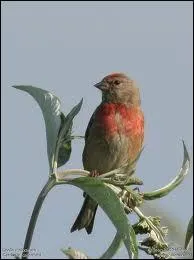 Quelle comparaison associe ce passereau  une personne tourdie, distraite voire cervele ?