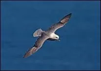 Quel oiseau de mer peut-on observer depuis la 'Chausse des Gants' ?