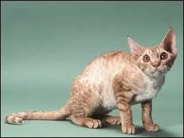 Quelle est cette race ?