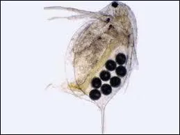 Qui y as-t il d'impressionnant dans la faon dont se reproduit cet animal ?