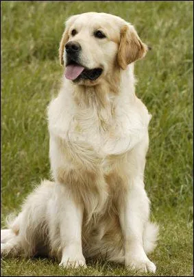 Voici un adulte, c'est un ... ?