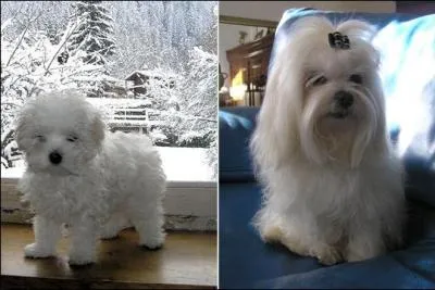 Voici un adulte et un bb, ce sont des ... ?