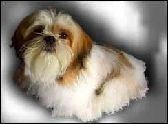 Voici un bb, c'est un ... ?