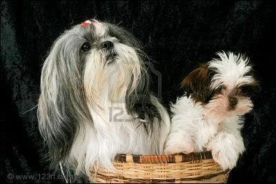 Voici un adulte et un bb, ce sont des ... ?