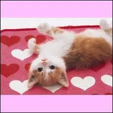 Dans le tome 4, de qui Coeur de Feu est-il amoureux ?