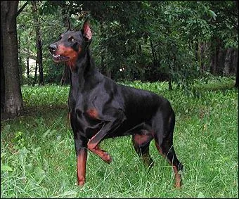 Dans le tome 5, qui meurt massacr par un chien ?