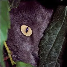 Dans le tome 1, avec qui Croc Jaune a-t-elle vcu un amour interdit ?